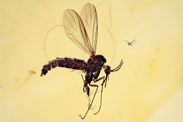 Fossil Long-Beaked Fungus Gnat (Palaeognoriste) In Baltic Amber - Rare #335552